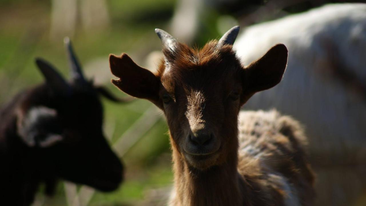 L'oasi Del Cervo Bauernhof Arbus